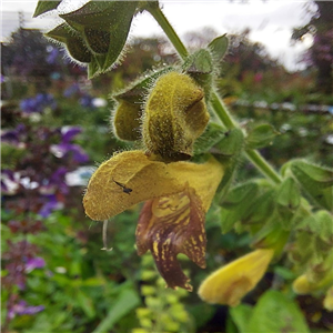 Salvia 'Amber'